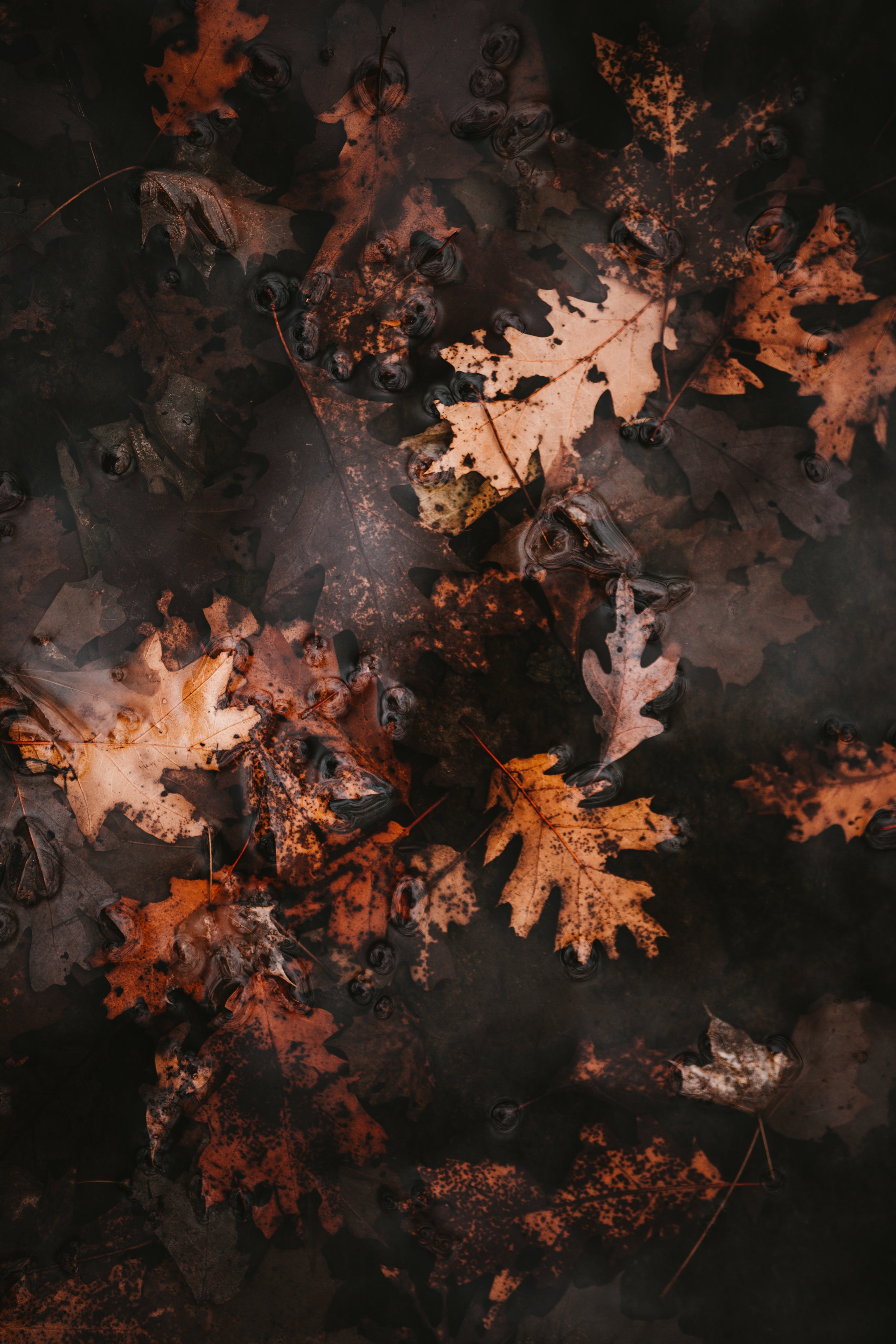 autumn-leaves-in-water.jpg